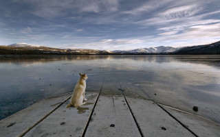 Dog dock lake mountains cloudy - a dock free wallpaper for desktop