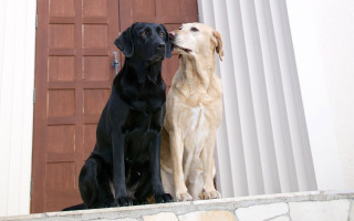 Two dogs sitting on ledge - a ledge free wallpaper