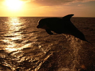 Dolphin jumping water sunset sunrise 3 - its mouth open free wallpaper