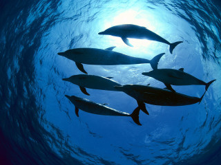 Dolphins swimming ocean together sunlight 3 - douglas robertson bisset free wallpaper