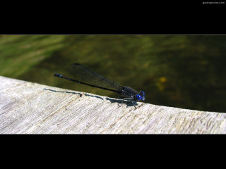 Blue dragonfly wooden plank water 3 - a blue dragonfly free wallpaper
