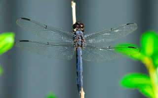 Blue dragonfly plant green stem 3 - a blue dragonfly free wallpaper