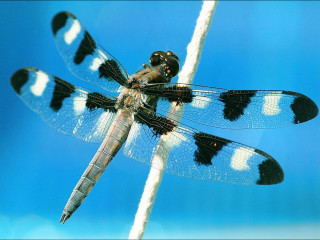 Dragonfly white stick black spots - free airplane wallpaper for desktop