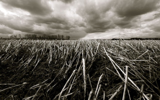 Field grass clouds sky background - the background and a sky free wallpaper