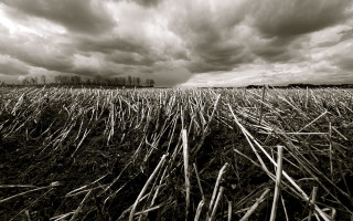 Field grass clouds sky background 2 - the background and a sky free wallpaper