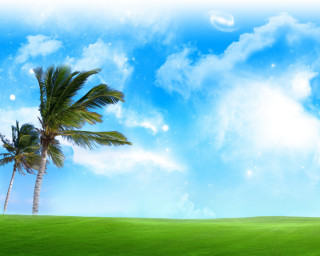 Palm tree grassy field half - under free wallpaper