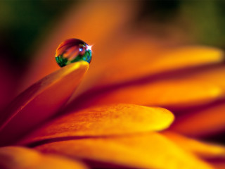 Close up flower water drop 2 - a water drop free wallpaper