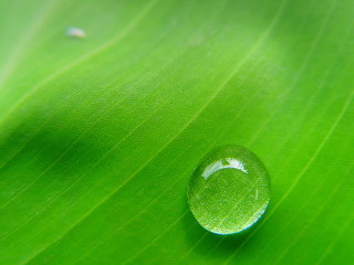 Water drop green leaf white - a drop of water free wallpaper