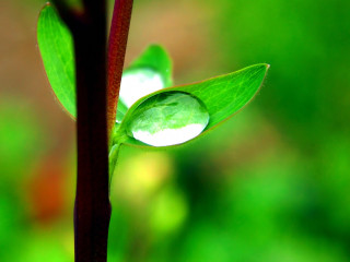Green leaf water drop macro 4 - free nature wallpaper