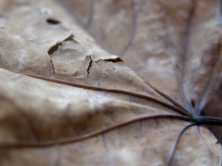 Close up leaf hole nature - cornelia parker free wallpaper