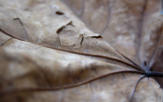 Close up leaf thin stem 2 - cornelia parker free wallpaper