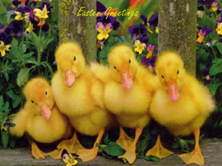 Ducks bench garden flowers quote - little free wallpaper for desktop