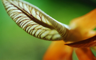 Close up flower blurry background 17 - arthur quartley free wallpaper for desktop