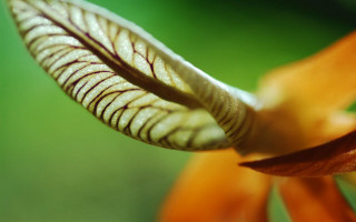 Flower closeup blurry background macro 3 - arthur quartley free wallpaper