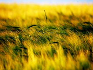 Field grass blue sky blurry 3 - a field of grass free wallpaper for desktop