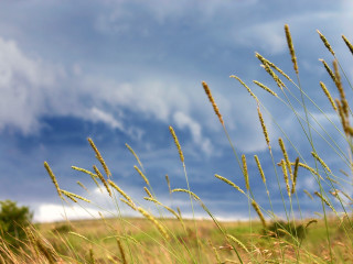 Tall grass blue sky clouds 5 - stormy weather free wallpaper