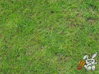 Cartoon rabbit grass frisbee red - folk art free wallpaper