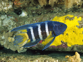 Blue white fish rock yellow 2 - female free wallpaper