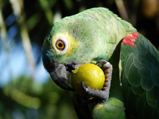 Parrot apple branch bokeh ecological - its beak open free wallpaper