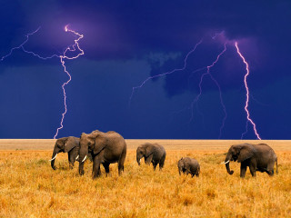 Elephants herd dry grass field - a dry grass free wallpaper