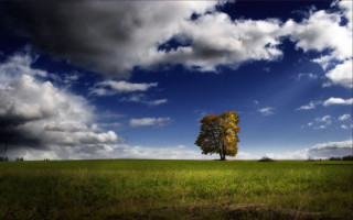 Lone tree field cloudy sky 11 - a lone tree in a field under a cloudy sky free wallpaper
