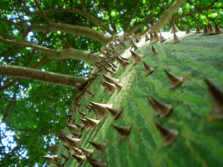 Spiky tree leaves ground sky - sharp free wallpaper