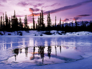 Lake water trees sunset purple - water and trees free wallpaper