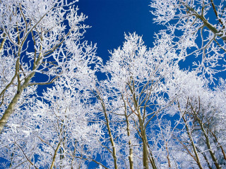 Snowy trees blue sky clouds 7 - snow under a blue sky free wallpaper