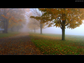 Foggy road fall trees leaves - a bench in the foreground free wallpaper for desktop