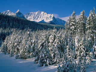 Snowy mountain forest trees blue 4 - carl hoppe free wallpaper