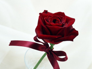 Red rose clear vase red 2 - rose free wallpaper for desktop