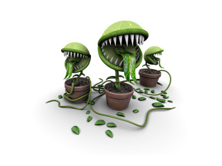 Plants mouths group of nature - mouth free wallpaper for desktop