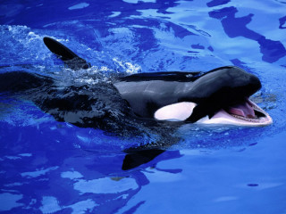 Orca black white swimming open 3 - free animals wallpaper