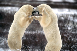 Polar bears playing in the 2 - their nose free wallpaper