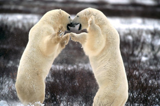Polar bears playing in snow 2 - their nose free wallpaper