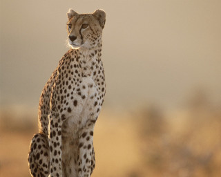 Cheetah standing rock desert looking 2 - a rock in the desert free wallpaper