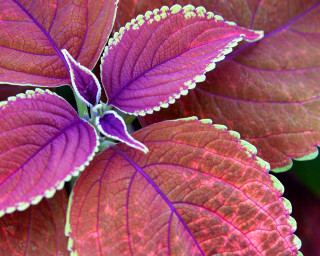 Purple green plant macro butterfly - a green center free wallpaper for desktop