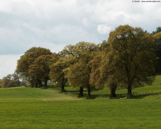 Field trees fence sky clouds 2 - in the background free wallpaper