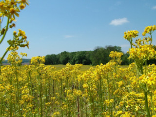 Yellow flowers trees blue sky 8 - yellow flower free wallpaper