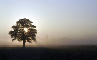 Tree field sun foggy sky 4 - caspar david friedrich free wallpaper