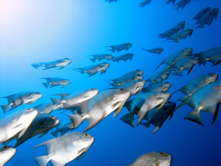 Large group fish swimming ocean 10 - a large group of fish swimming in the ocean together free wallpaper