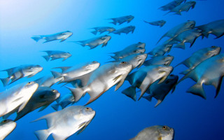 School of fish swimming ocean - underwater free wallpaper for desktop