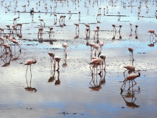 Flamingos beach water algae mud - top of a beach next free wallpaper