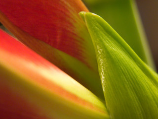 Flower red yellow green macro 3 - red center free wallpaper