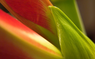 Flower red yellow green macro 4 - red center free wallpaper