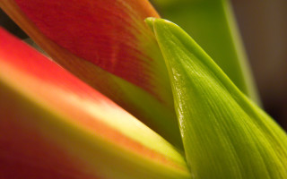 Close up flower red yellow - red center free wallpaper for desktop
