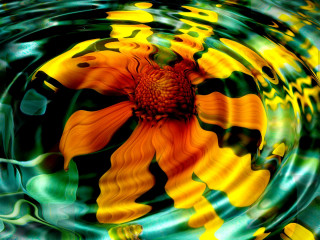 Flower floating pool water green - caustic free wallpaper for desktop