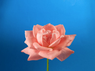 Pink rose vase blue background - studio photography free wallpaper