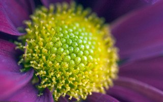 Purple flower yellow center green 3 - a yellow center free wallpaper