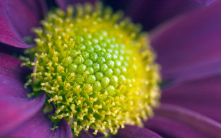Purple flower yellow center green 6 - a yellow center free wallpaper